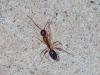 Camponotus sp.